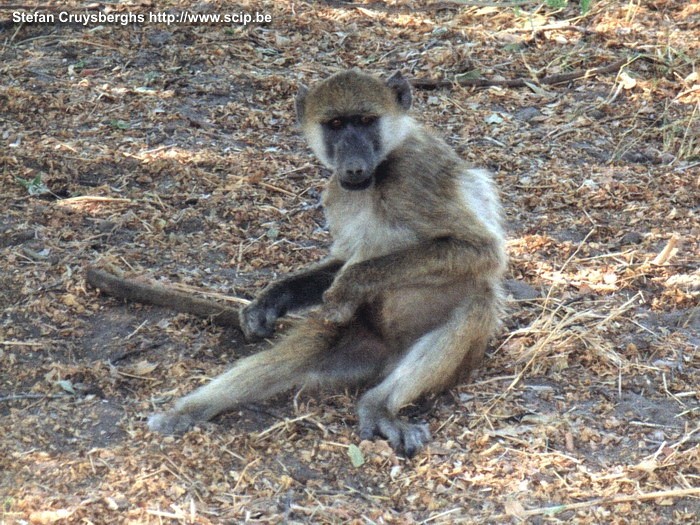 Chobe - Baboon  Stefan Cruysberghs